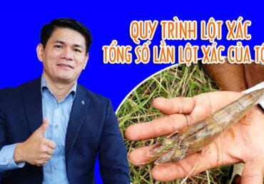 QUI TRÌNH LỘT XÁC VÀ TỔNG SỐ LẦN LỘT XÁC CỦA TÔM NUÔI I Trần Quang Huy Official